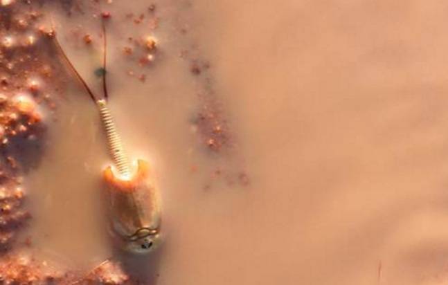 Udang perisai yang dapat beradaptasi dengan baik di lingkungan sekitar. Sumber: Facebook Northern Territory Parks and Wildlife