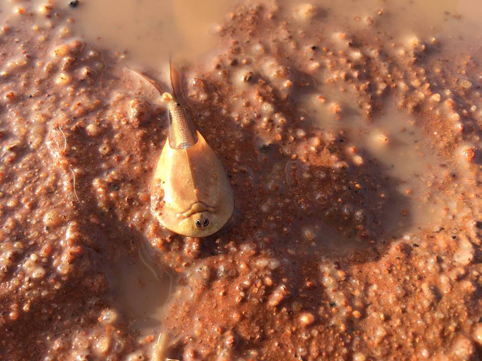 udang perisai yang diperkirakan hidup sejak 350 juta tahun silam di bumi. Sumber: Facebook Northern Territory Parks and Wildlife 