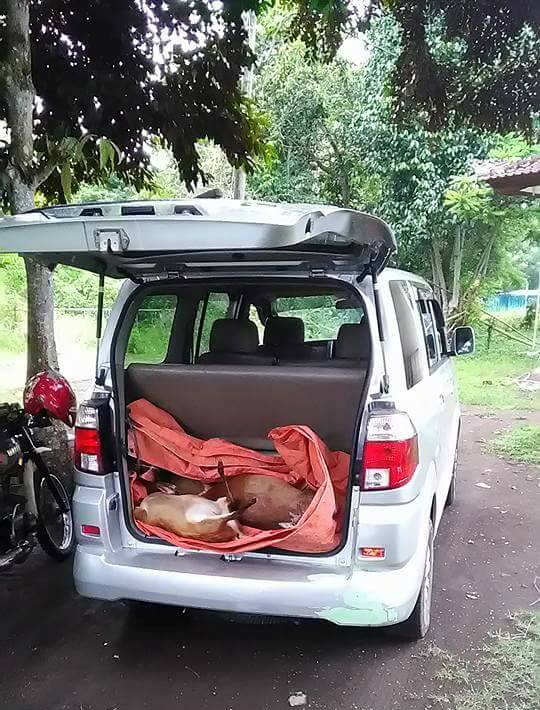 Empat bangkai indukan kijang (Muntiacus muntjak) yang ditemukan di dalam mobil yang digunakan 5 pemburu di Taman Nasional Bali Barat (TNBB) dan ditemukan pada Sabtu (14/01/2017) dini hari. Polisi sedang menyelidiki pengguna mobil sewaan ini yang kabur ketika digerebeg petugas. Foto : TNBB