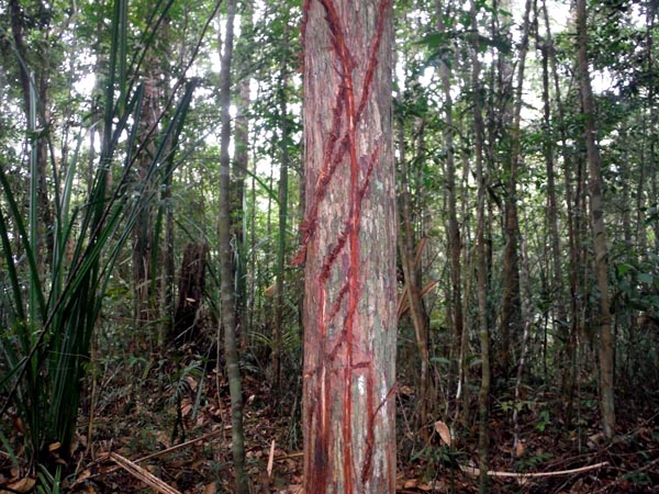 Bekas cakaran harimau sumatera yang ditemukan tim PHSKS saat melakukan patroli. Foto: Dok. Pelestarian Harimau Sumatera Kerinci Seblat
