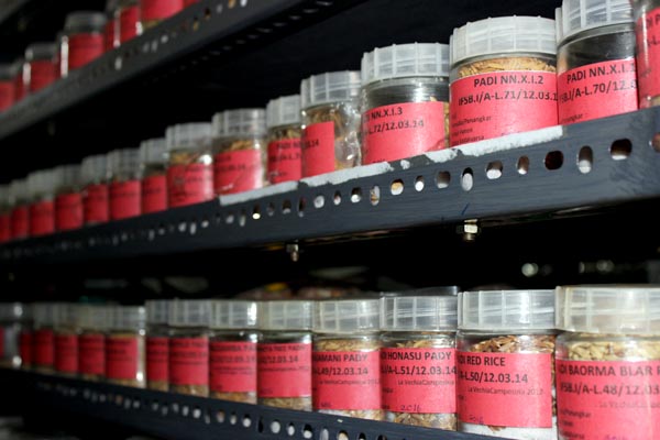 Inilah benih padi yang tersimpan di Kantor Asosiasi Bank Benih Tani Indonesia (AB2TI), Bogor. Dari 10 ribu varietas padi yang ada di Indonesia,, saat ini hanya 125 varietas yang tersisa. Foto: Rahmadi Rahmad