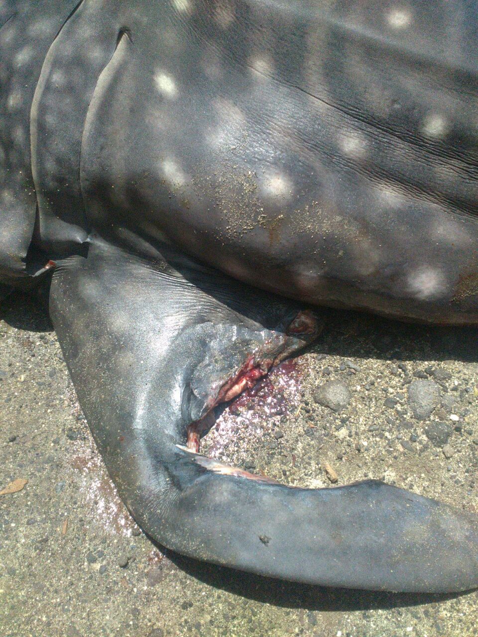 Sirip kiri yang robek dari seekor hiu paus atau whale shark (Rhincodon typus) yang terdampar dan mati di perairan Bangsal, Sumberkima, Gerokgak, Kabupaten Buleleng, Bali. Petugas akhirnya mengubur bangkai hiu paus itu. Foto : Letda Laut (P) Agus Toha Tohid/Pos TNI AL Celukan Bawang