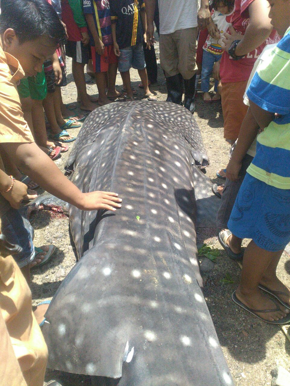 Seekor hiu paus atau whale shark (Rhincodon typus) terdampar dan mati di perairan Bangsal, Sumberkima, Gerokgak, Kabupaten Buleleng, Bali. Petugas akhirnya mengubur bangkai hiu paus itu. Foto : Letda Laut (P) Agus Toha Tohid/Pos TNI AL Celukan Bawang
