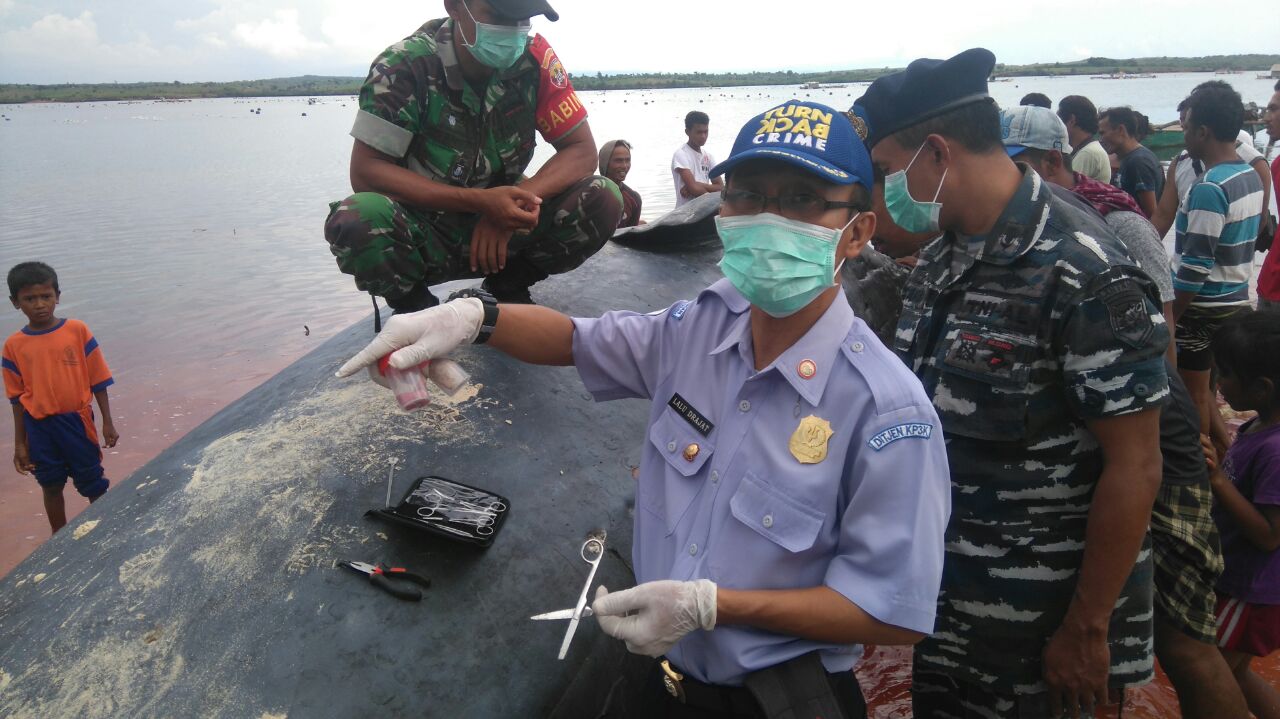 Petugas mengambil sampel daging di perut dan mulut dari bangkai seekor paus sperma betina (Physeter macrocephalus), yang terdampar di sebuah pesisir pulau kecil di Gili Batu, Lombok Timur, Nusa Tenggara Barat pada pada Kamis (12/01/2017). Petugas dari BPSPL KKP Denpasar Bali dan petugas setempat dibantu masyarakat kemudian menenggelamkan bangkai paus di tengah laut. Foto : BPSPL Denpasar wilayah NTB