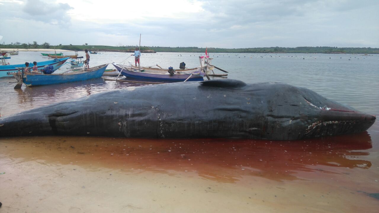 Seekor paus sperma betina atau sperm whale (Physeter macrocephalus), terdampar dan mati di sebuah pesisir pulau kecil di Gili Batu, Lombok Timur, Nusa Tenggara Barat pada pada Kamis (12/01/2017). Petugas dari BPSPL KKP Denpasar Bali dan petugas setempat dibantu masyarakat kemudian menenggelamkan bangkai paus di tengah laut. Foto : BPSPL Denpasar wilayah NTB