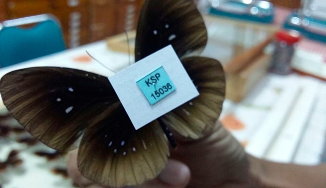 Kupu-kupu koleksi Henk Van Mastrigt. Setiap kolesi diberi nomor. Foto: Asrida Elisabeth