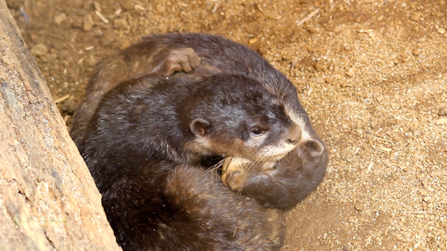 Berang-berang sitaan dari warga di Langkat. Foto: Ayat S Karokaro