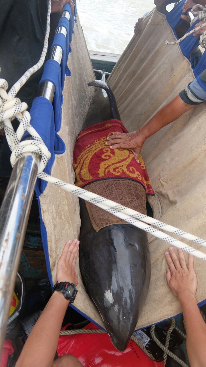 Kondisi seekor paus kepala melon (melon headed whale) yang terdampar di pesisir pantai Cibungur, Panimbang, Kabupaten Pandeglang, Banten saat dievakuasi pada Rabu (11/02/2017). Foto : Loka PSPL KKP Serang