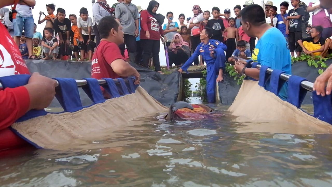 Proses evakuasi seekor paus kepala melon (melon headed whale) yang terdampar di pesisir pantai Cibungur, Panimbang, Kabupaten Pandeglang, Banten pada Rabu subuh (11/02/2017). Foto : Loka PSPL KKP Serang