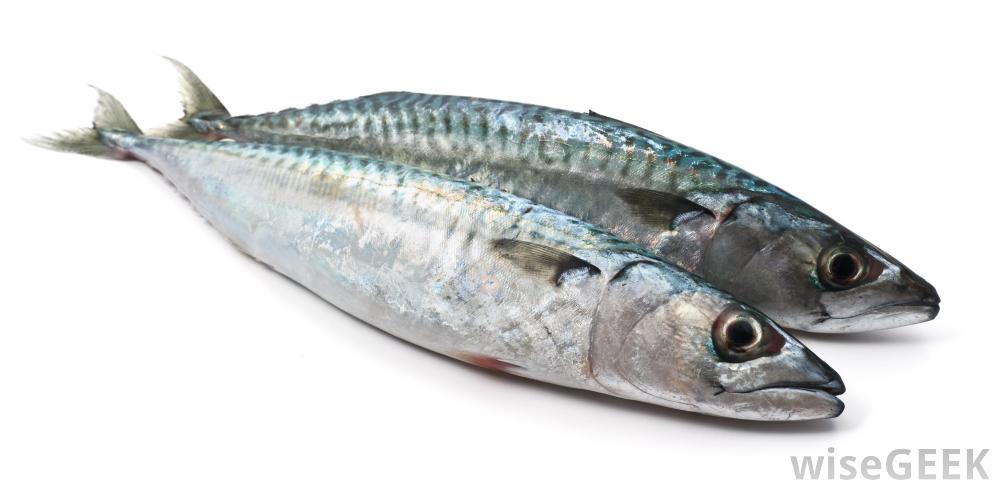 Ikan makarel yang digunakan untuk membuat oil fish. Foto : wisegeek.com