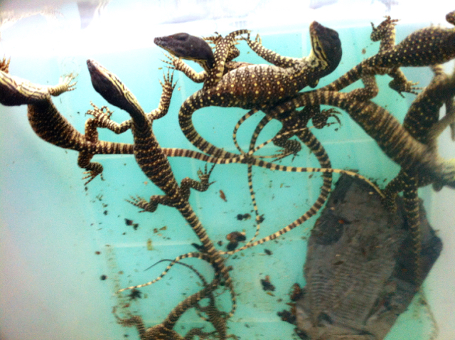 Bayi biawak Papua, yang diamankan petugas di Bandara Adisucipto. Foto: Nuswantoro