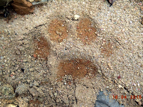 jejak kaki harimau sumatera yang ditemukan saat patroli. Foto: Dok. Pelestarian Harimau Sumatera Kerinci Seblat. 