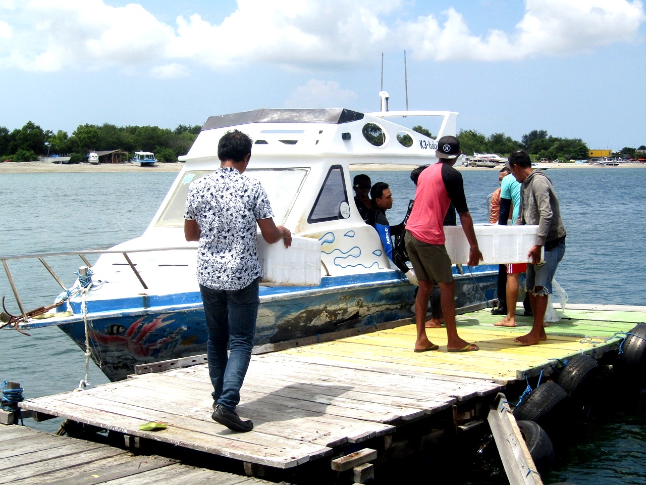 Sejumlah orang bersiap membawa karang yang masih sehat ke lokasi coral garden, Serangan, Denpasar, Bali. Ini adalah kasus peyelundupan kedua selama awal tahun ini di Bali. Foto Luh De Suriyani