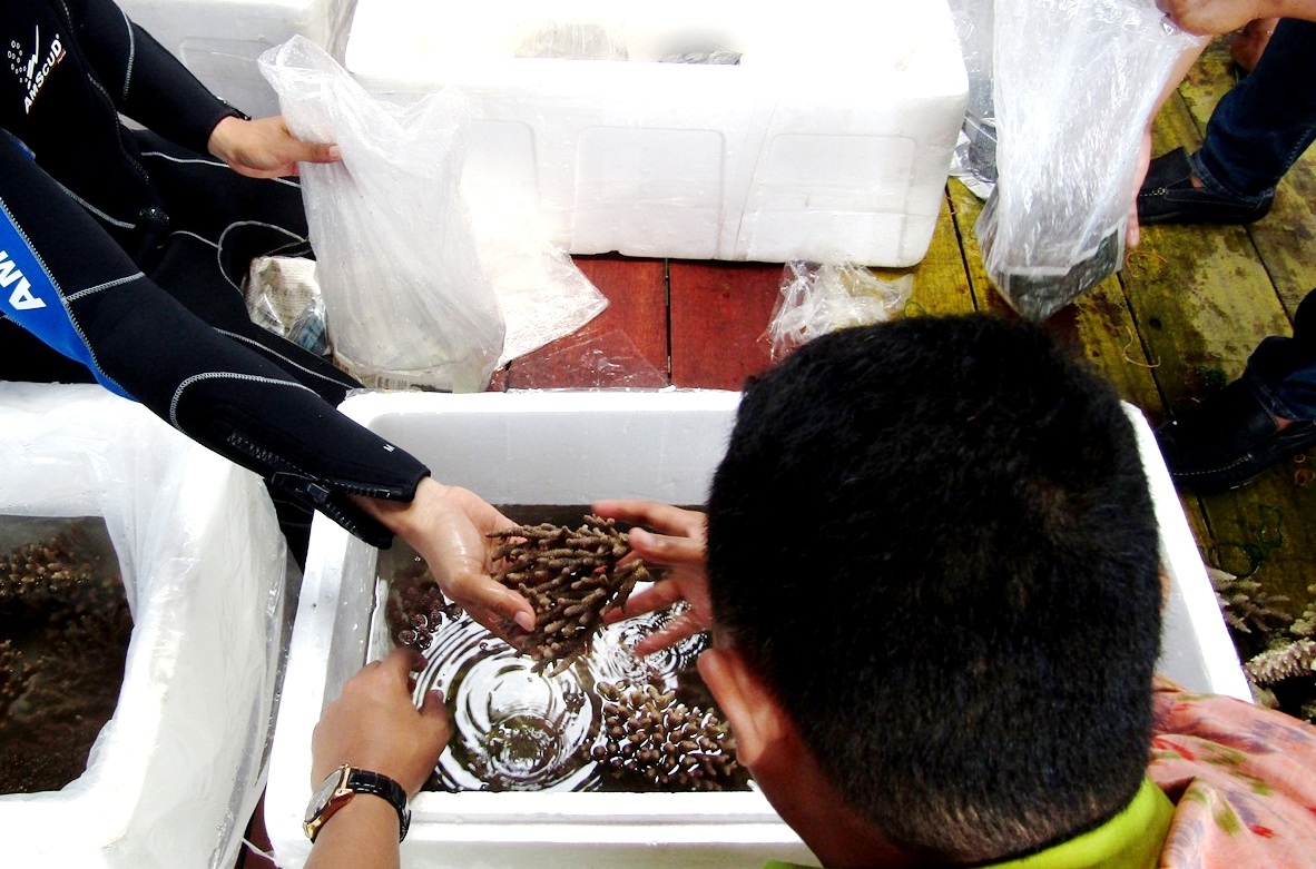 Sejumlah petugas menghitung dan mengecek kondisi karang hasil selundupan, 10 Januari 2017 di Denpasar, Bali, sebelum dilepaskan di laut. Foto Luh De Suriyani
