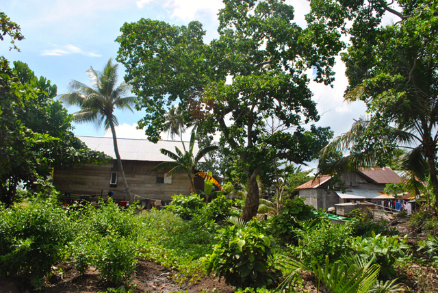 Kondisi mangrove di Kelurahan Fitu yang kini makin habis dan terjepit oleh pemukiman warga setempat. Foto: M Rahmat Ulhaz