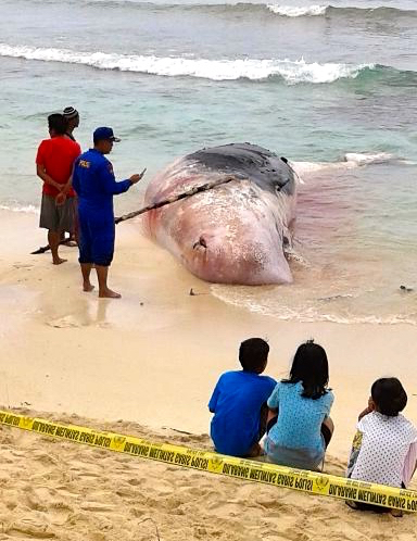 Paus terdampar di Pantai Jati. Foto: Pusdalops Kabupaten Kepulauan Mentawai