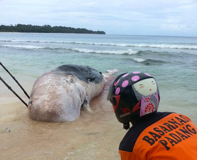 Paus akhirnya ditenggelamkan di laut Mentawai. Foto: Pusdalops Kabupaten Kepulauan Mentawai