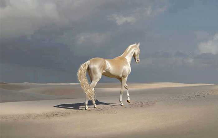 Kuda Akhal Teke. Foto : Pascal Mouawad