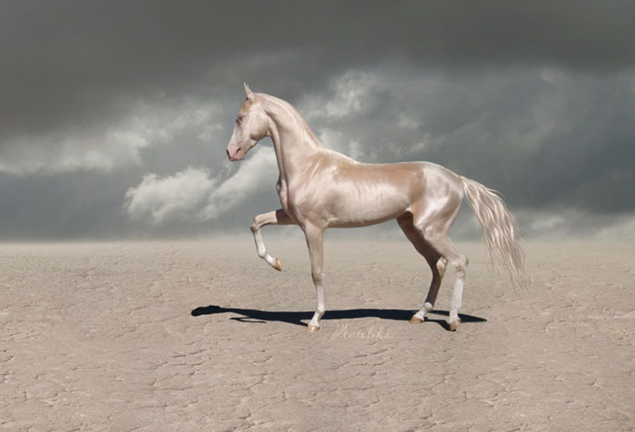 Kuda Akhal Teke. Foto : Burak Caliskan