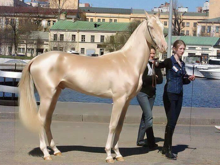 Kuda keturunan Turkmenistan bernama Akhal Teke, dianggap salah satu keturunan kuda yang paling indah di dunia. Foto : Pascal Mouawad