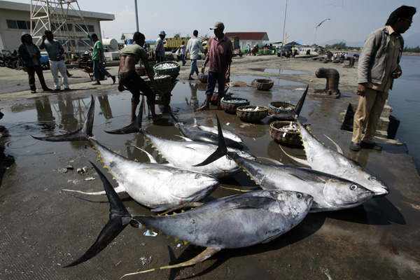 Ikan laut hasil tangkapan nelayan di Pelabuhan Lampulo, Aceh. Foto: Junaidi Hanafiah