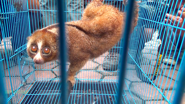 Kukang yang diserahkan warga Medn setelah melihat kampanye penyelamatan satwa di media sosial. Foto: Ayat S Karokaro