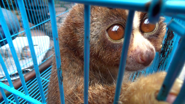 Kukang yang diserahkan sukarela ke BBKSDA oleh warga Medan. Foto: Ayat S Karokaro