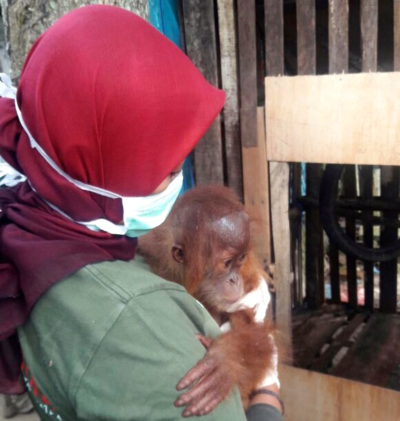 Anak orangutan sitaan ini takut didekati manusia, tampak naluri liar masih ada hingga kemungkinan besar bisa rilis ke alam. Foto: Ayat S Karokaro