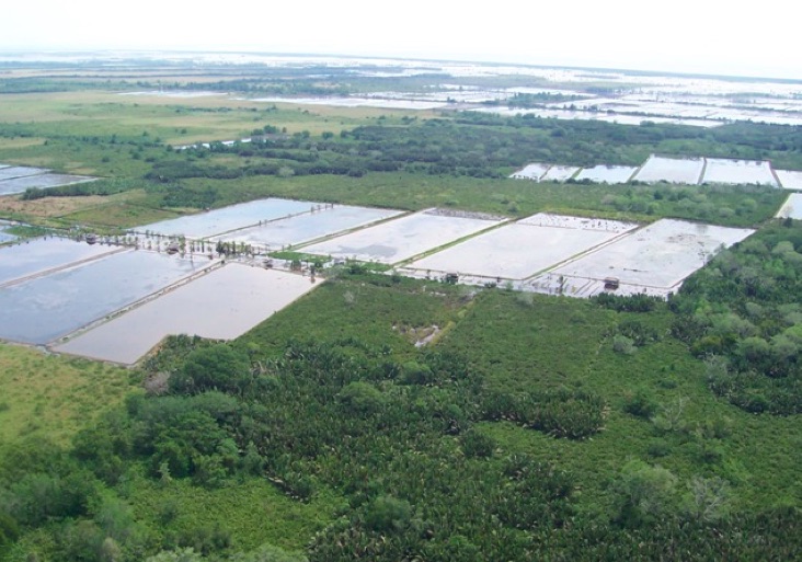 Lahan di pantai timur yang dibuka dan dimanfaatkan oleh masyarakat untuk tambak udang. Foto: Jibmania