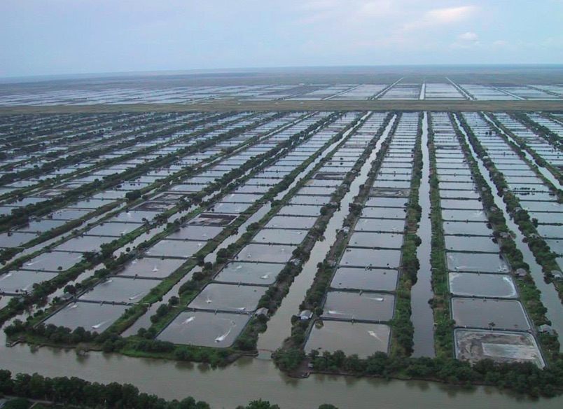 Kondisi tambak plasma PT Wachyuni Mandira tahun 2014. Foto akun Facebook Petambak Plasma PT.Wacyuni mandira