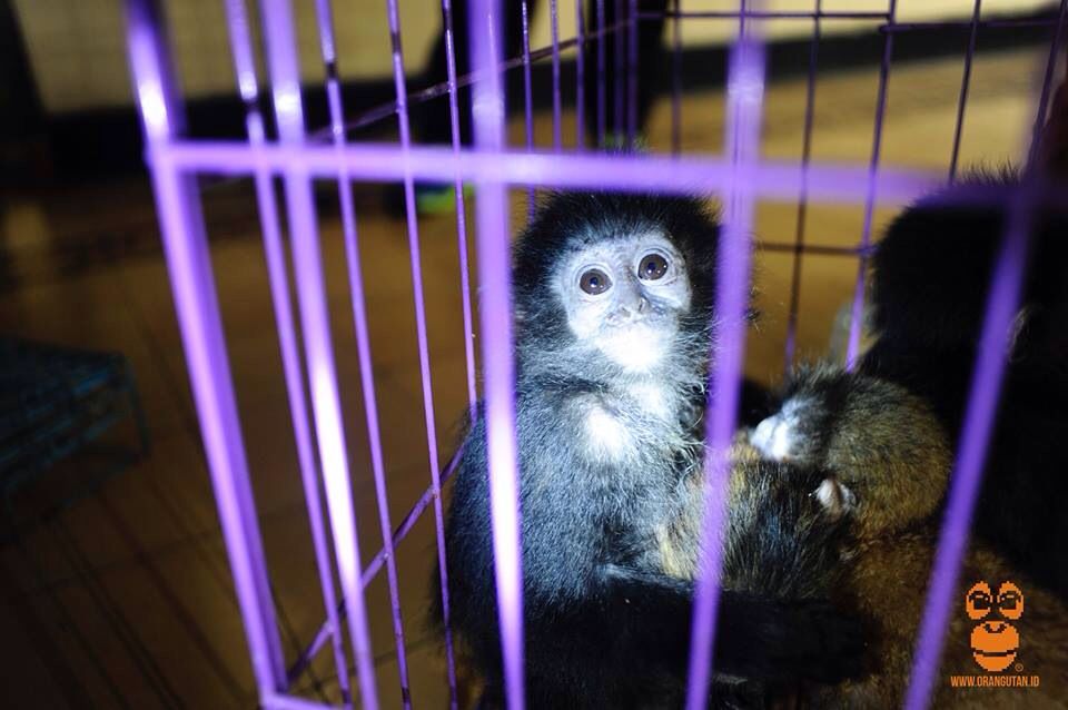 Jawa Timur masih merupakan wilayah yang aman bagi pedagang satwa liar dilindungi. Foto: COP