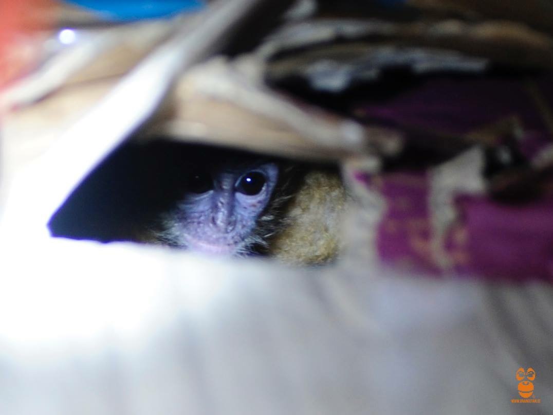 Bayi lutung jawa yang hendak dijual ini diduga merupakan tangkapan baru di hutan. Foto: COP