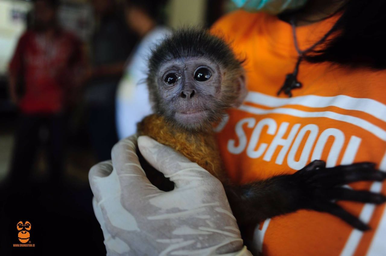 Bayi lutung jawa yang diamankan dari pedagang satwa online di Malang. Foto: COP