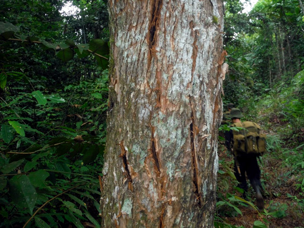Bekas cakaran harimau sumatera yang ditemukan tim PHSKS saat melakukan patroli. Foto: Dok. Pelestarian Harimau Sumatera Kerinci Seblat