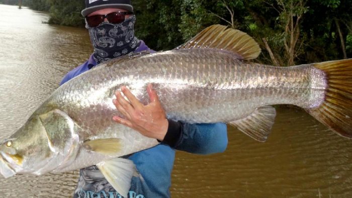Kakap putih atau barramundi. Foto : gomancing.com