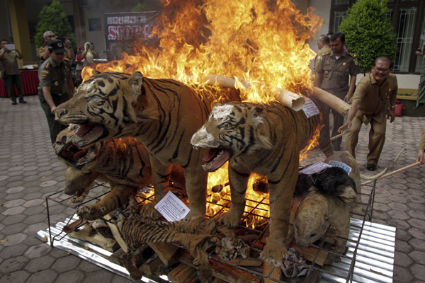 Pemusnahan barang bukti satwa liar, Senin 23 Mei 2016, di Banda Aceh. Foto: Junaidi Hanafiah