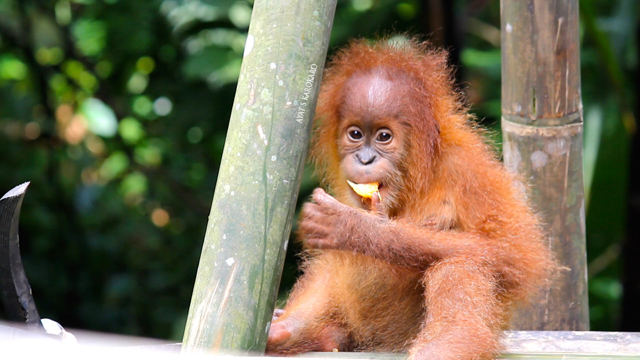 Fin porno tomosha Juda chiroyli qizlar sikishadi