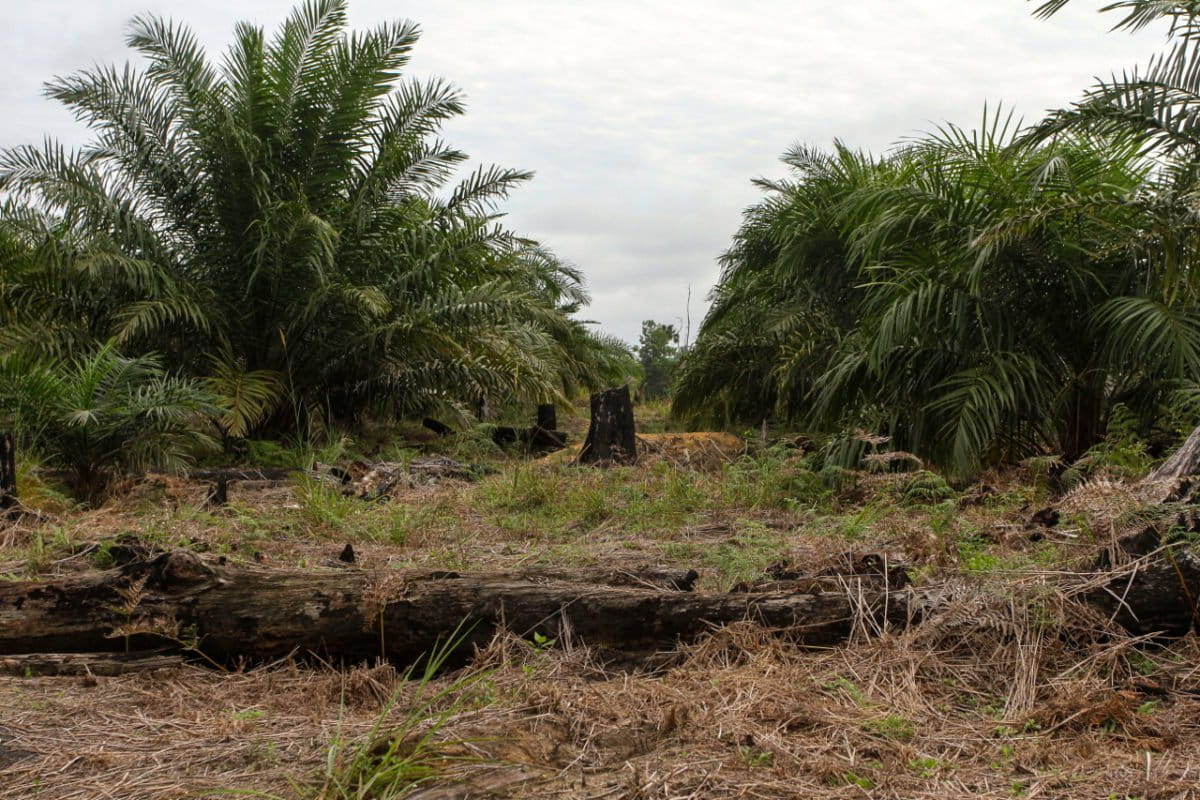 Taman Nasional Tesso Nilo, sebagian juga jadi kebun sawit. Akankah masalah 'keterlanjuran' ini selesai dengan aturan turunan UU Cipta Kerja? Foto: