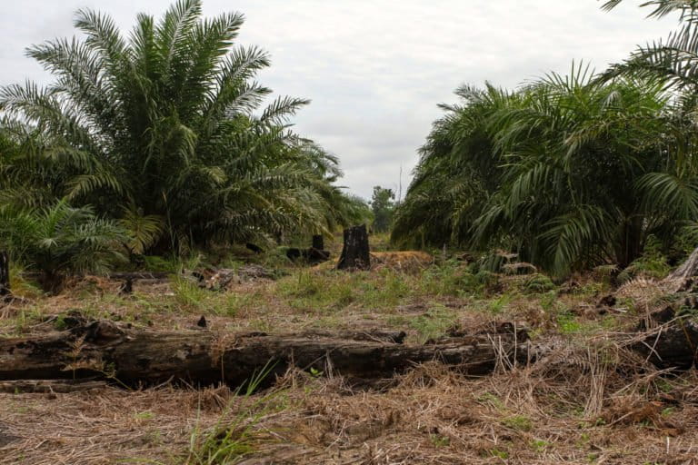 Taman Nasional Tesso Nilo, sebagian juga jadi kebun sawit. Akankah masalah 'keterlanjuran' ini selesai dengan aturan turunan UU Cipta Kerja? Foto: