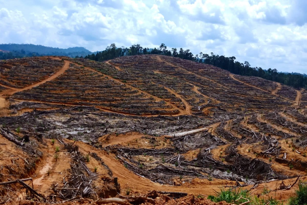 Hutan Kinipan jadi izin sawit dan ditebangi. Apakah ini yang disebut 'ekonomi hijau'? Foto: dokumen warga Kinipan