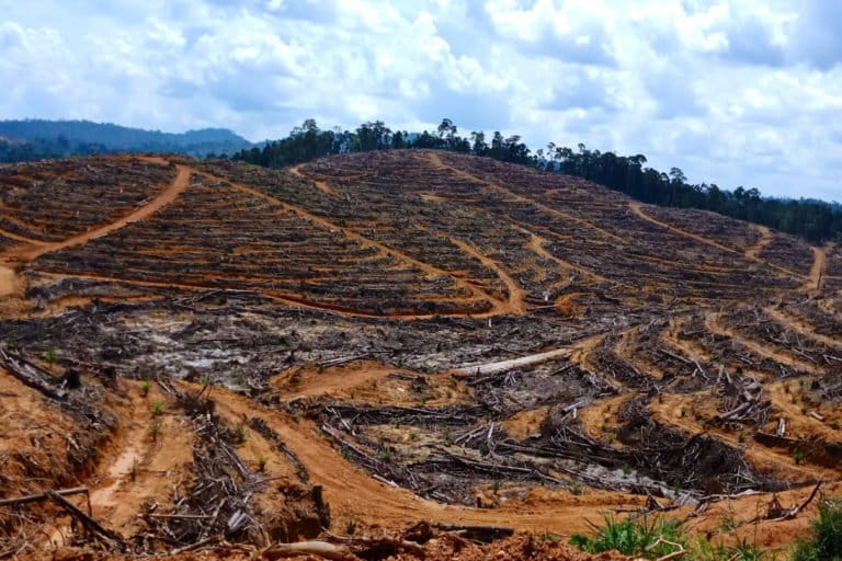 Hutan Kinipan jadi izin sawit dan ditebangi. Apakah ini yang disebut 'ekonomi hijau'? Foto: dokumen warga Kinipan