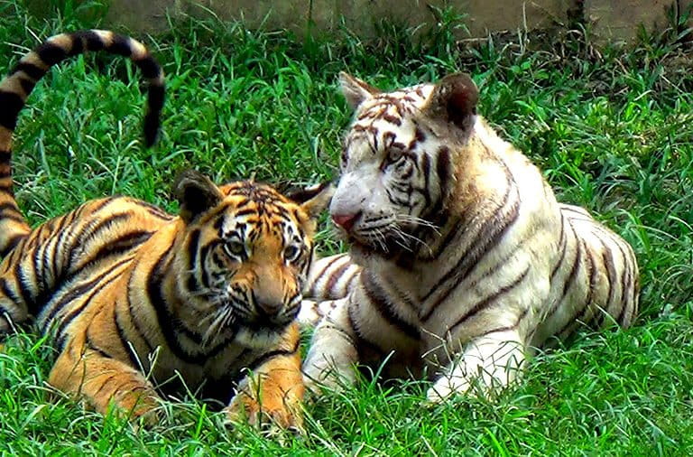 Ketika Satwa Mati Lagi di Kebun Binatang R Zoo