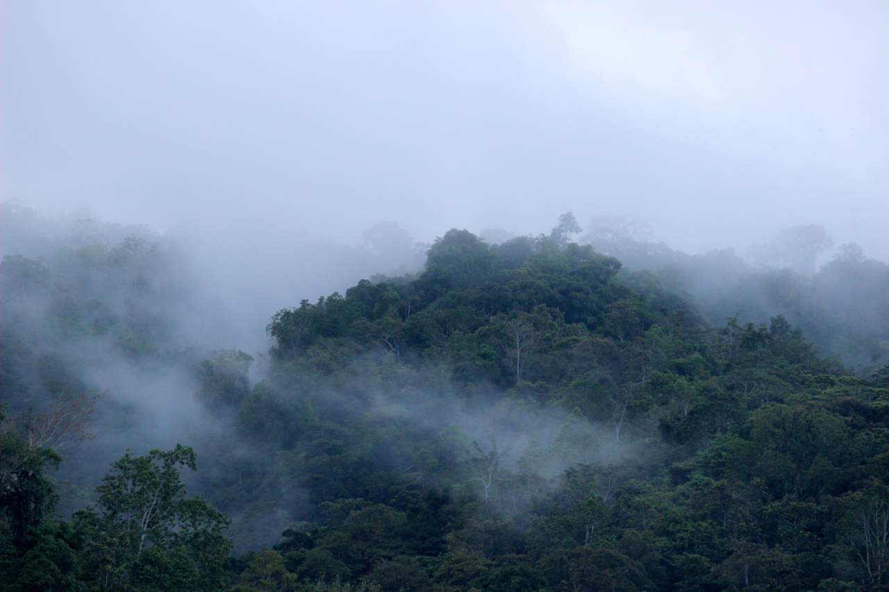 Hutan adat Marena, nan lebat tertutup kabut yang masuk Taman Nasional Lore Lindu. Foto: Sapariah Saturi/ Mongabay Indonesia