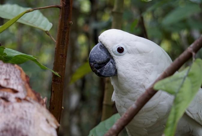Kakatua putih. Foto: Profauna