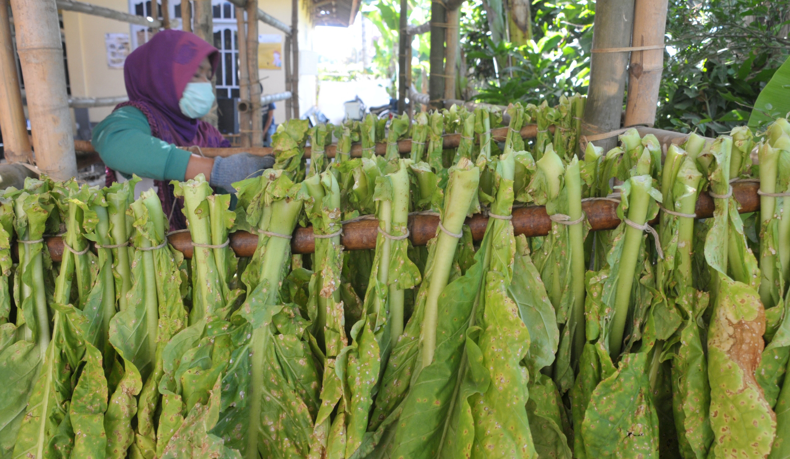 Tembakau basah yang siap masuk ke dalam oven yang bahan bakar dari kayu. Foto: Fathul Rakhman/ Mongabay Indonesia