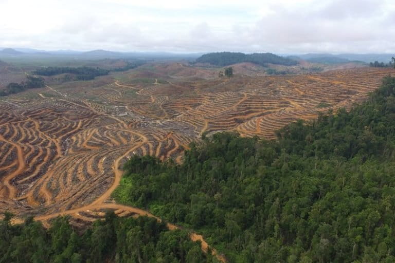 Hutan dihancurkan untuk kebun sawit. Inikah bisnis yang akan dilanggengkan dengan omnibus law? Foto: Save Our Borneo