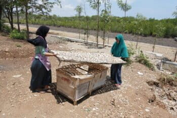 Dua perempuan Desa Paremas menjemur kerupuk cangkang kepiting. Di belakang mereka tampak hutan mangrove yang cukup lebat yang menjadi rumah bagi kepiting yang dijual ke kota. Limbah cangkang kepiting itu kini diolah menjadi kerupuk. Foto: Fathul Rakhman/ Mongabay Indonesia