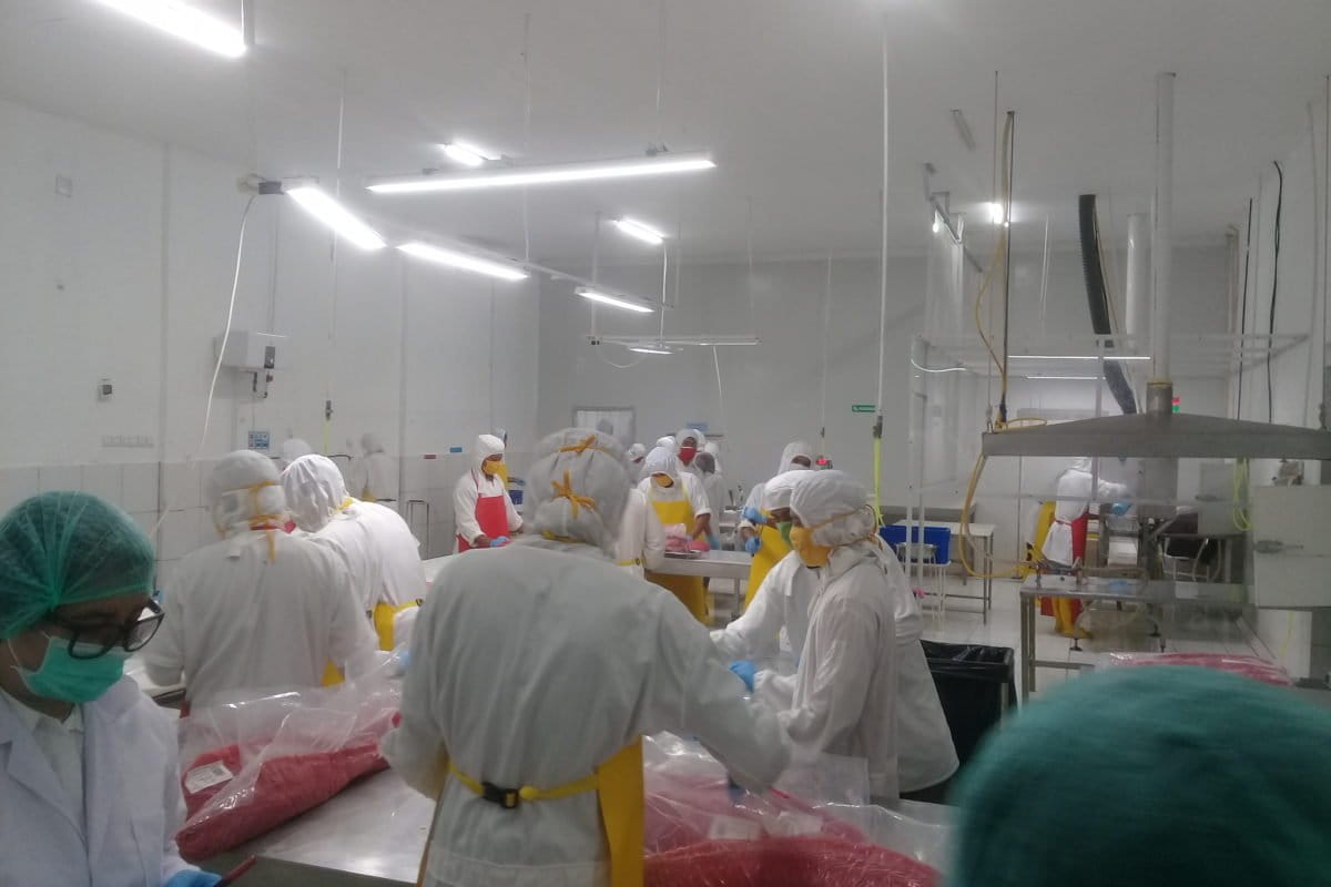 Aktivitas pengepakan tuna di Morotai. Foto: Mahmud Ichi/ Mongabay Indonesia