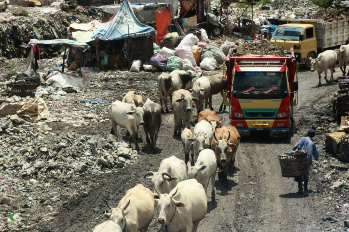 Suasana di TPST Piyungan, Bantul. Tak hanya lalu lalang truk sampah, juga rombongan sapi yang mencari makan di tempat sampah. Foto: Nuswantoro/ Mongabay Indonesia