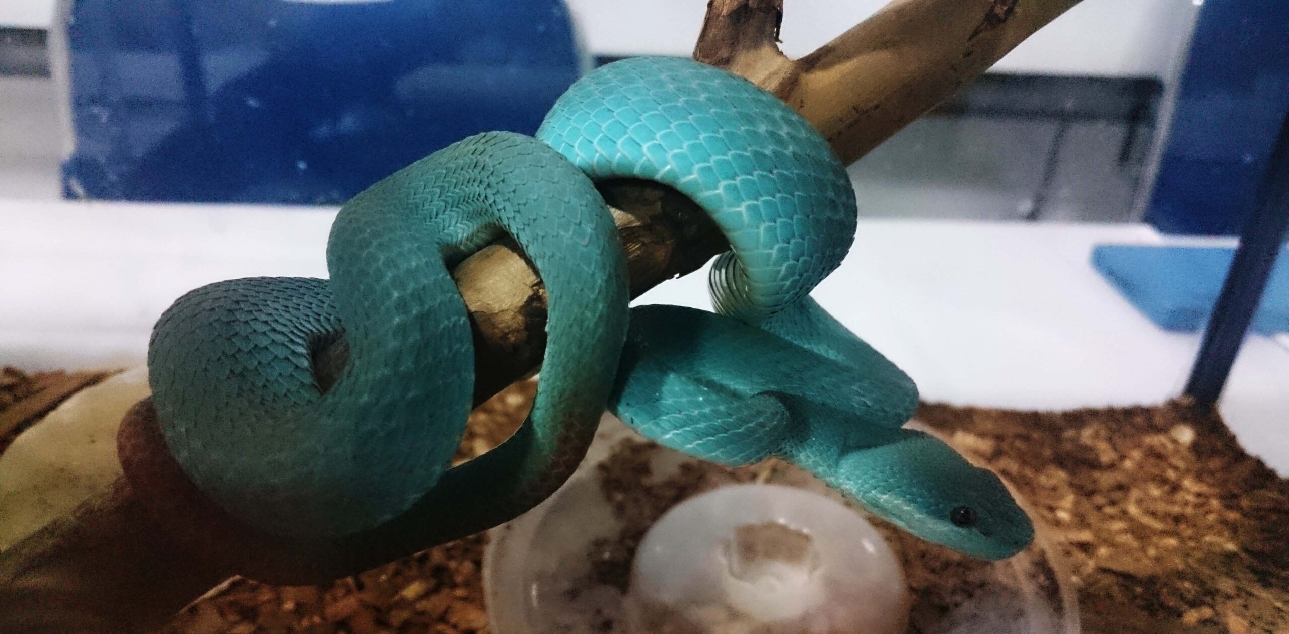 Uyda etuk xotin fotosurati